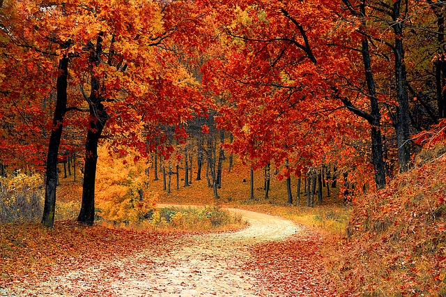 podzimní krajina a barevné listí